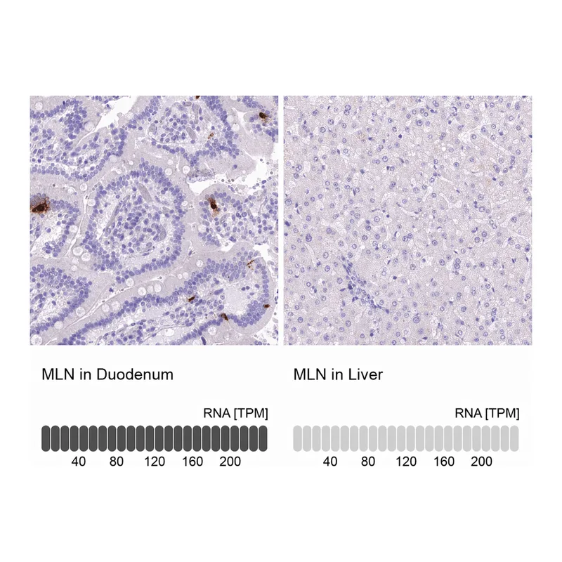 Atlas Antibodies Anti-MLN Antibody