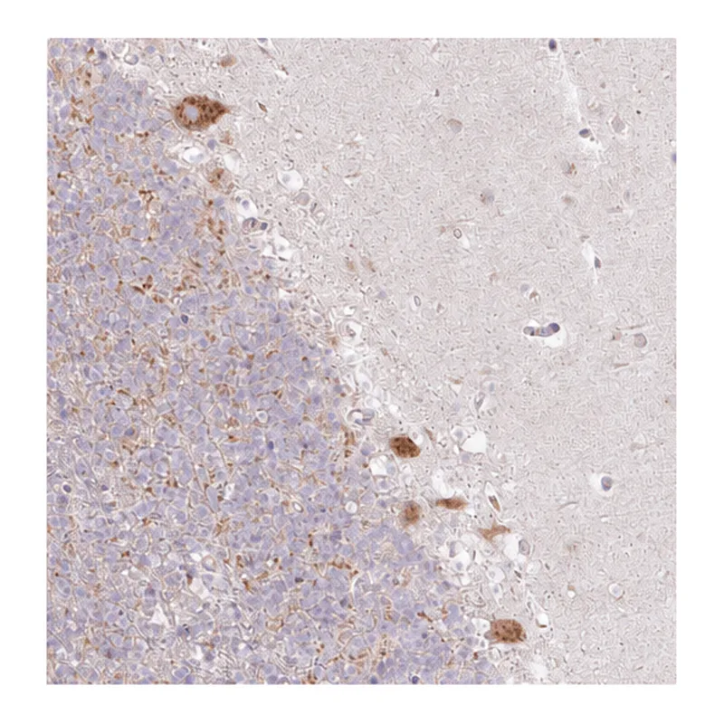 Atlas Antibodies Anti-MLX Antibody