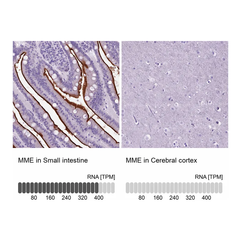 Atlas Antibodies Anti-MME Antibody