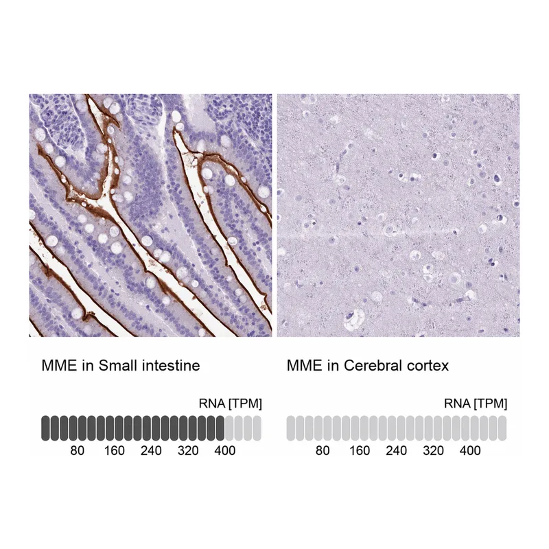 Atlas Antibodies Anti-MME Antibody
