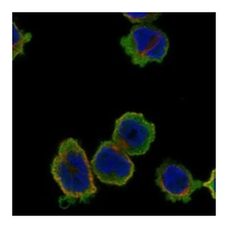 Atlas Antibodies Anti-MMP25 Antibody