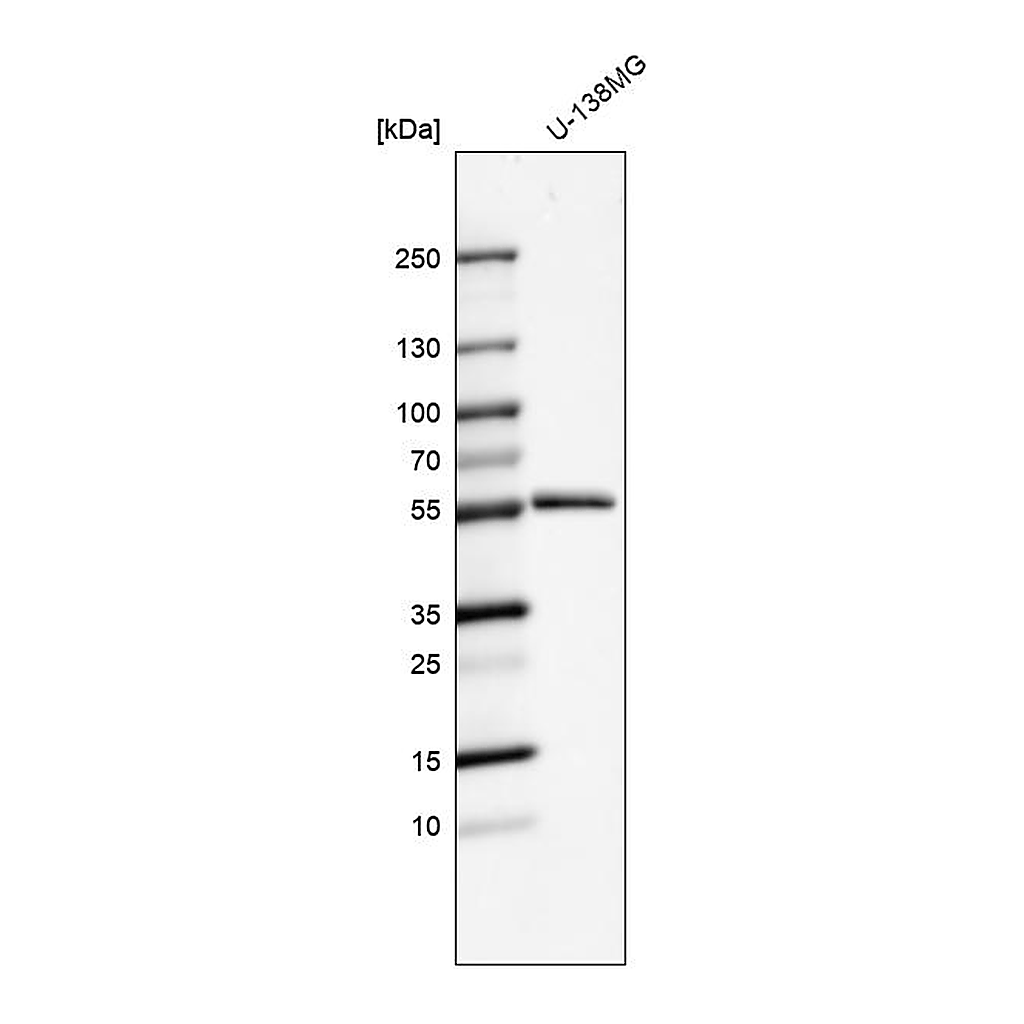 Atlas Antibodies Anti-MMP1 Antibody