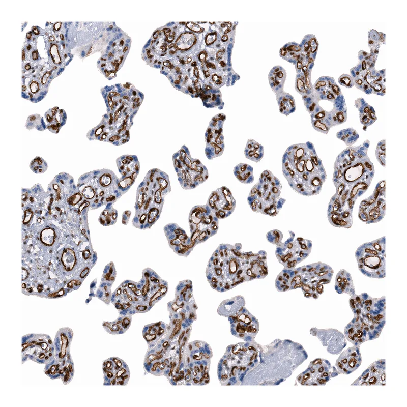 Atlas Antibodies Anti-MMRN2 Antibody