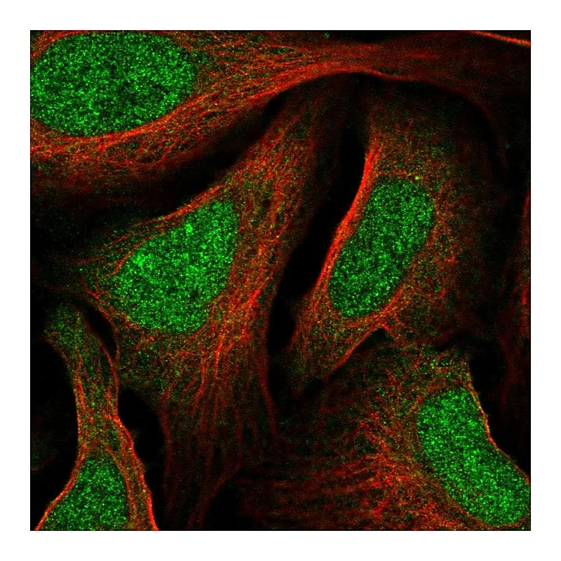 Atlas Antibodies Anti-MNT Antibody