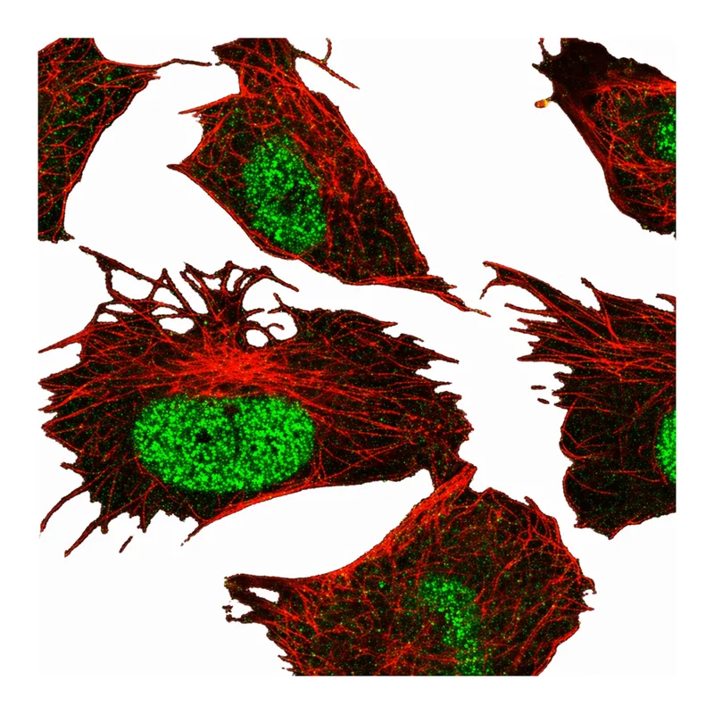 Atlas Antibodies Anti-MMS22L Antibody