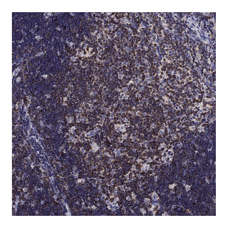 Atlas Antibodies Anti-MND1 Antibody