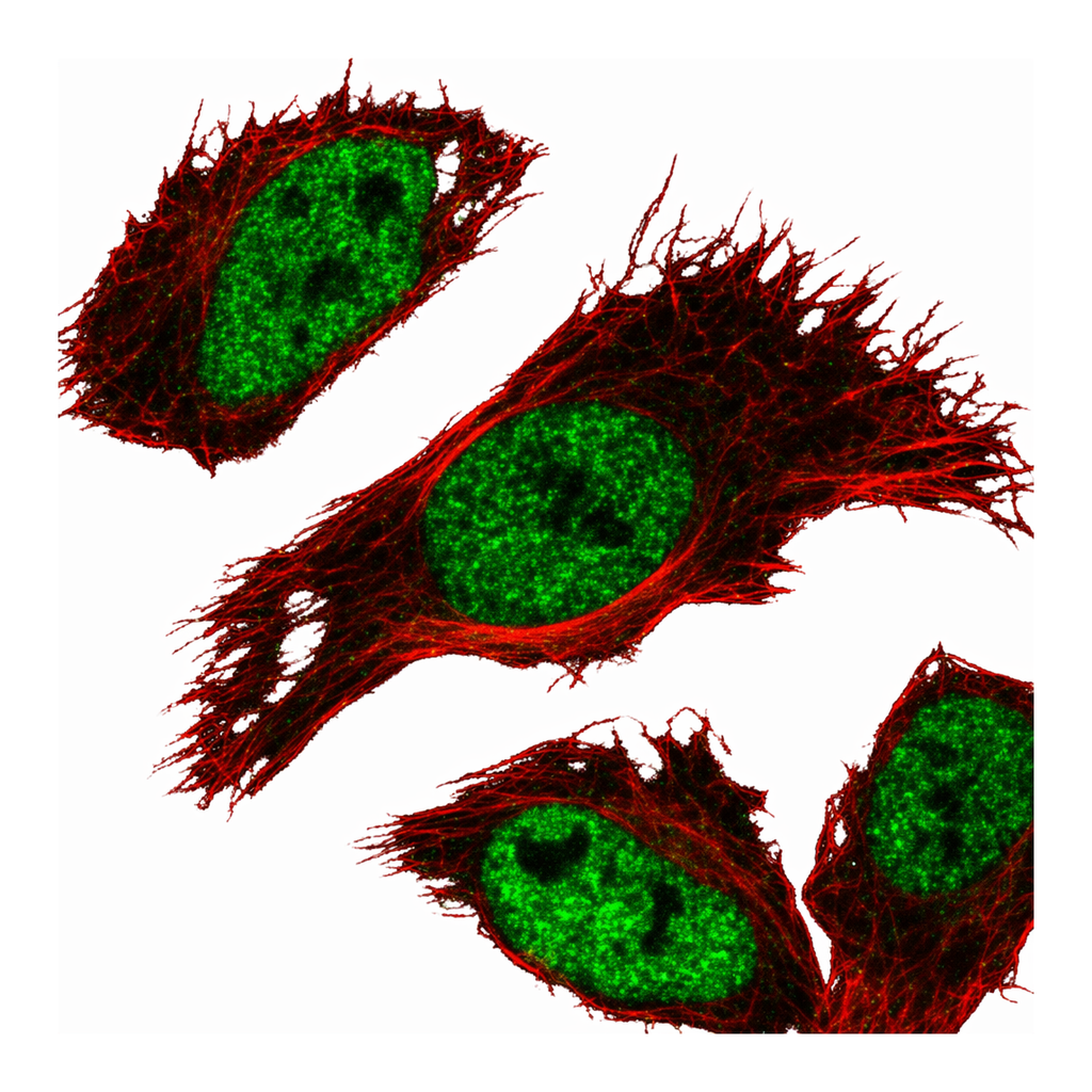 Atlas Antibodies Anti-MNT Antibody