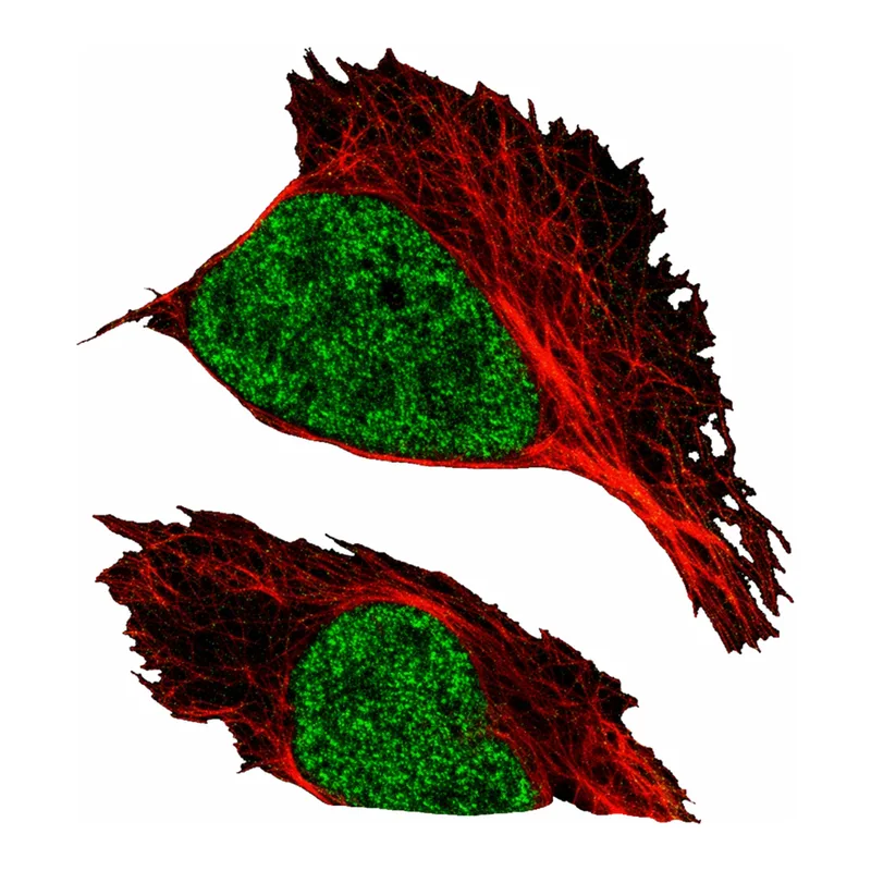 Atlas Antibodies Anti-MNAT1 Antibody