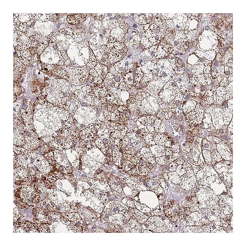 Atlas Antibodies Anti-MOB4 Antibody