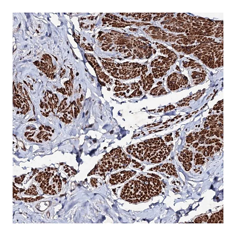 Atlas Antibodies Anti-MOCOS Antibody