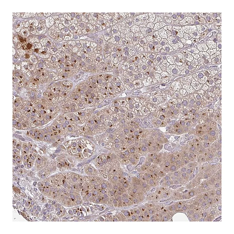 Atlas Antibodies Anti-MOB1A Antibody