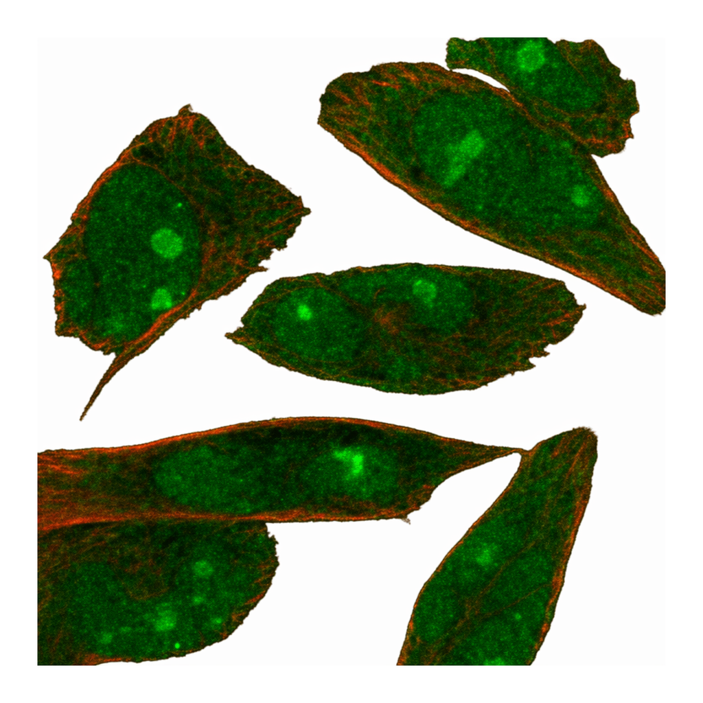 Atlas Antibodies Anti-MOB1A Antibody