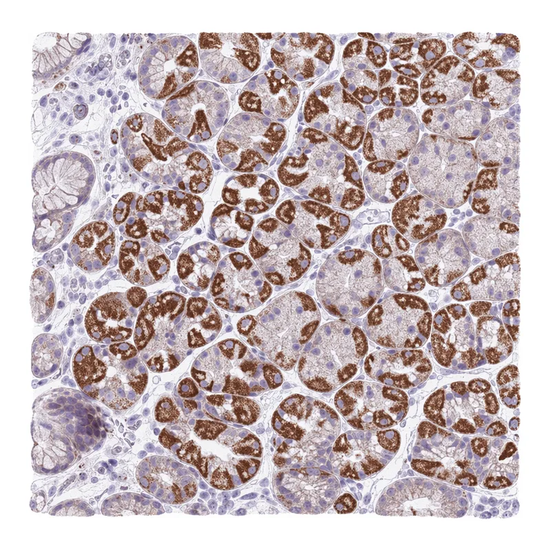 Atlas Antibodies Anti-MOCOS Antibody
