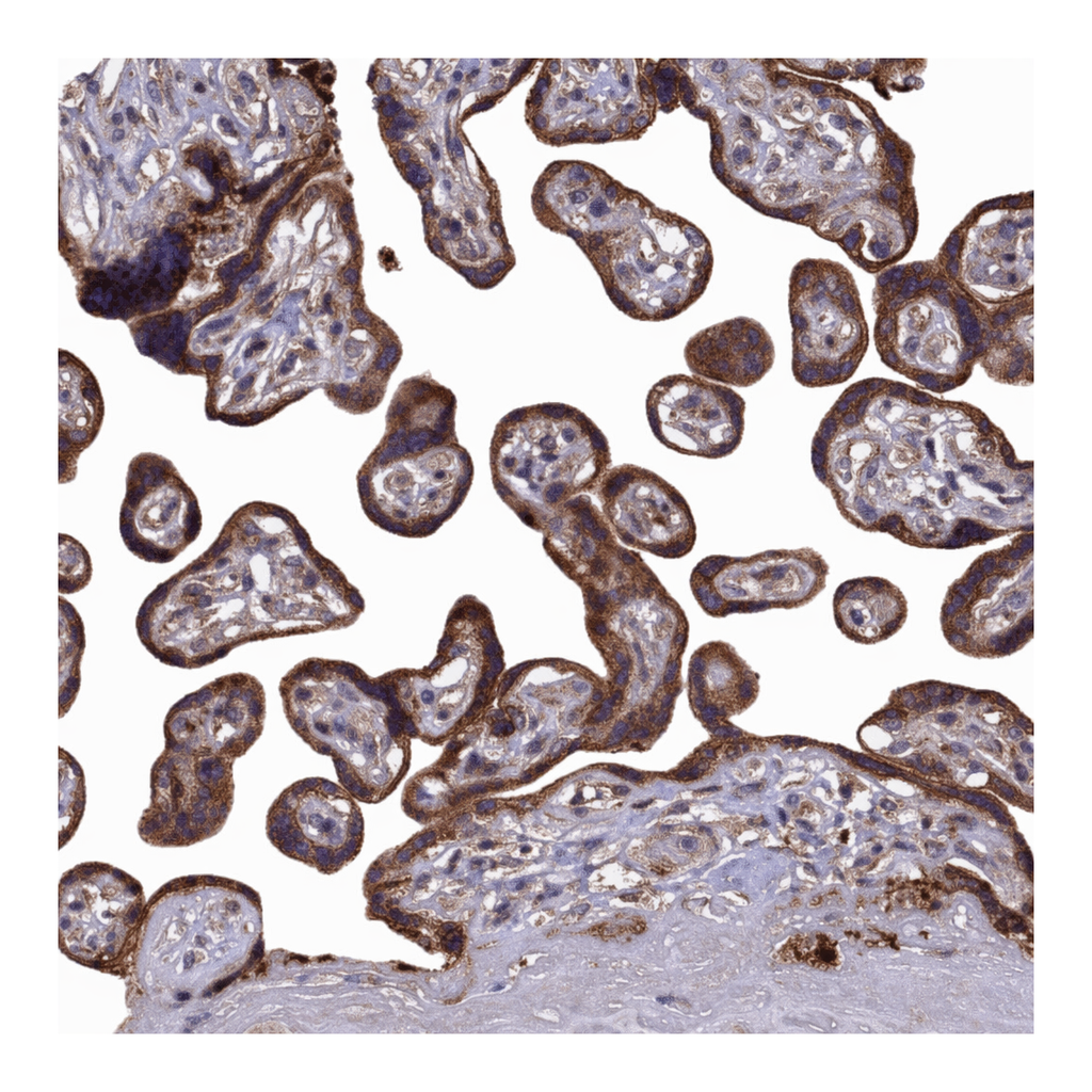 Atlas Antibodies Anti-MOCS1 Antibody