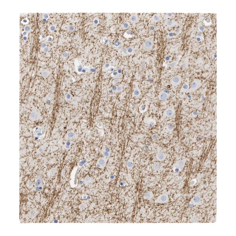 Atlas Antibodies Anti-MOG Antibody