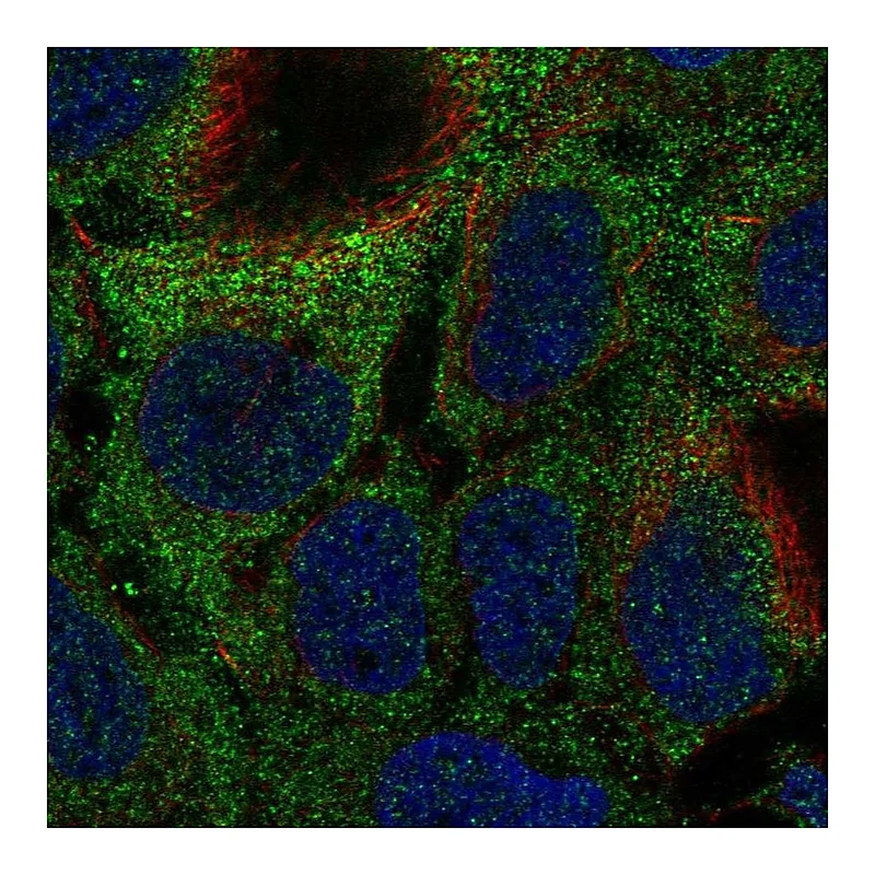 Atlas Antibodies Anti-MOCS1 Antibody