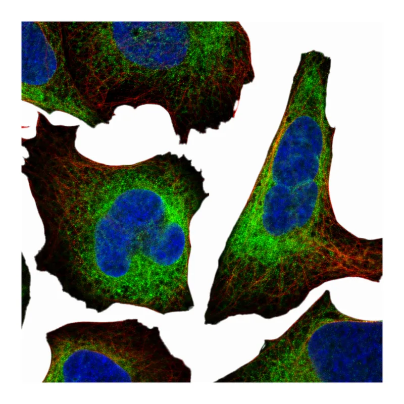 Atlas Antibodies Anti-MOK Antibody