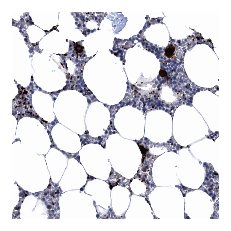 Atlas Antibodies Anti-MON2 Antibody