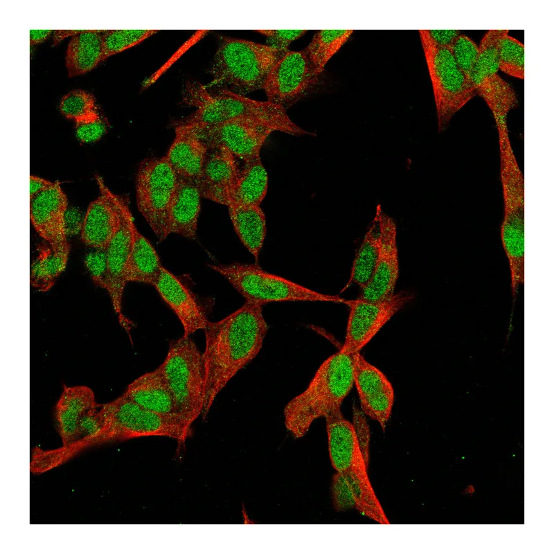 Atlas Antibodies Anti-MORC3 Antibody