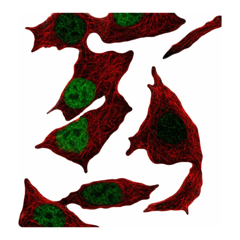Atlas Antibodies Anti-MORC4 Antibody