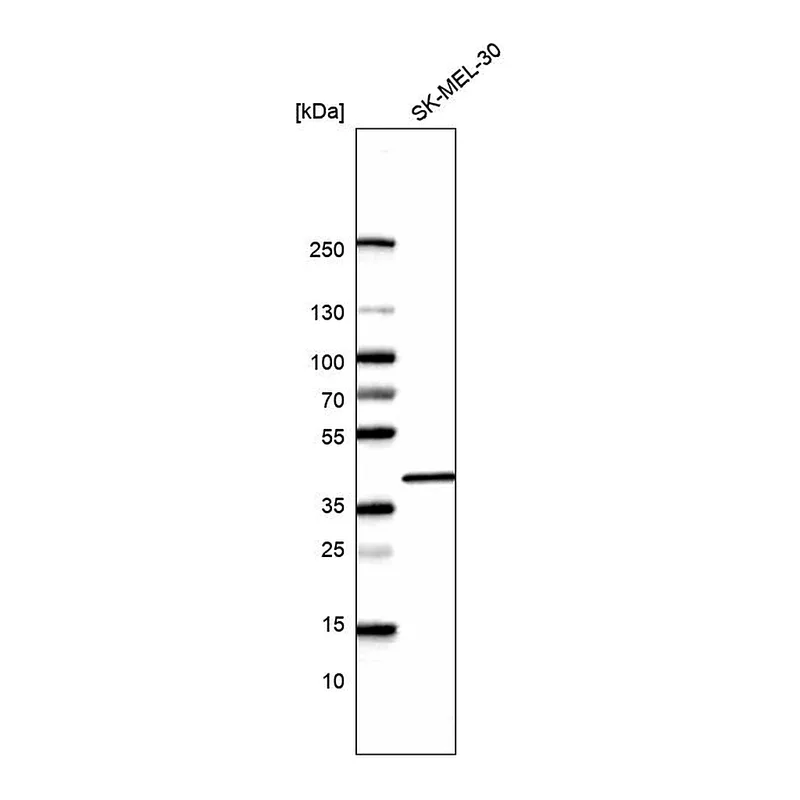 Atlas Antibodies Anti-MORF4L1 Antibody