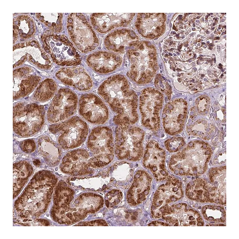 Atlas Antibodies Anti-MORN1 Antibody