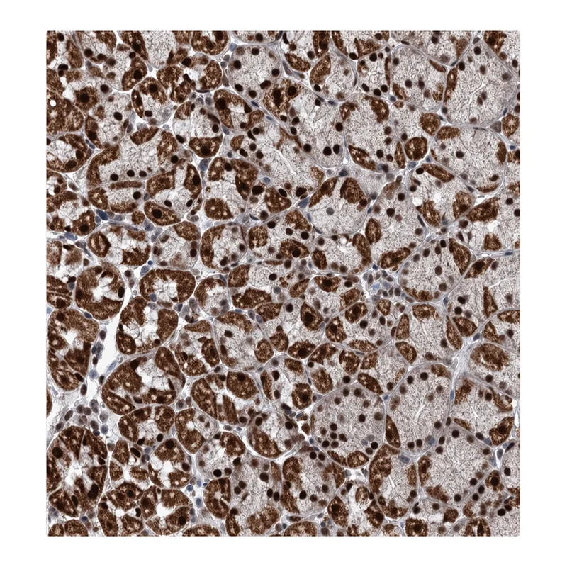 Atlas Antibodies Anti-MORN3 Antibody