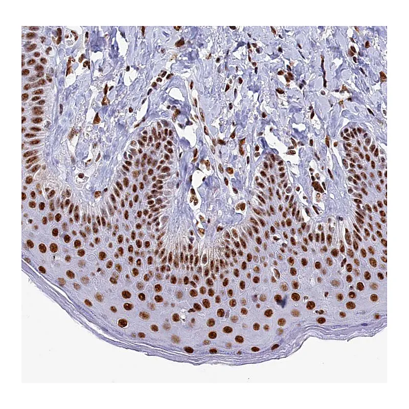 Atlas Antibodies Anti-MOSPD3 Antibody
