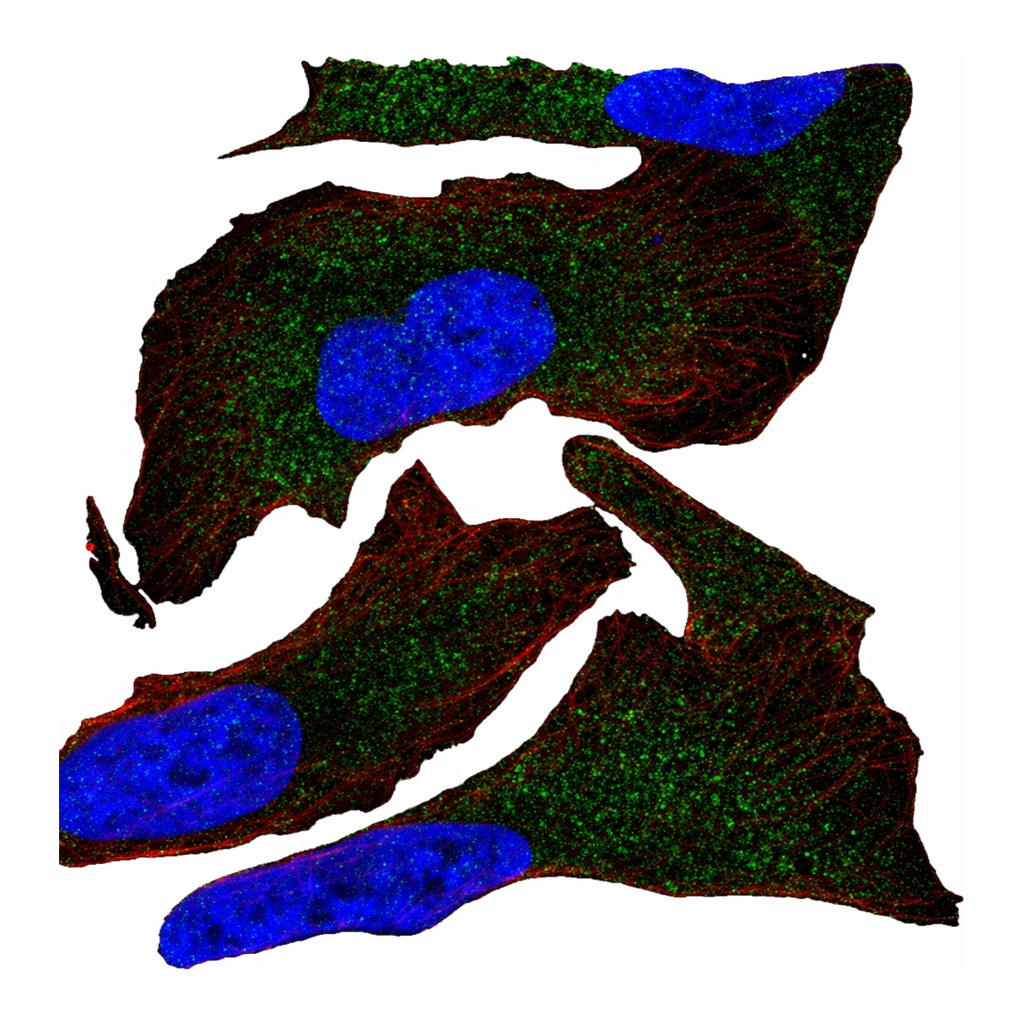 Atlas Antibodies Anti-MOV10 Antibody