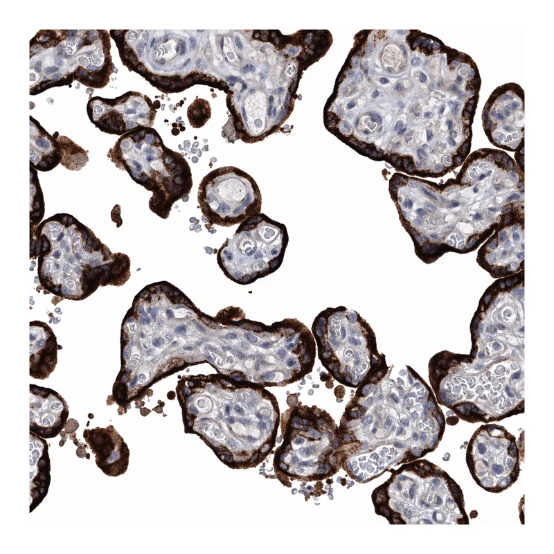 Atlas Antibodies Anti-MORN3 Antibody