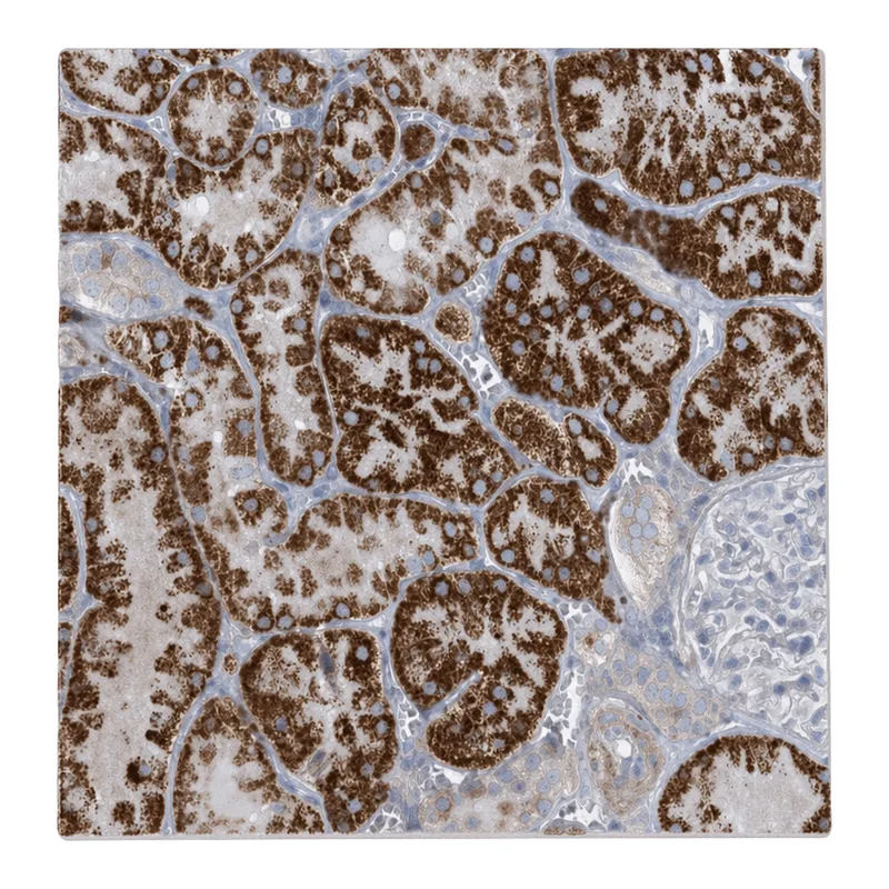 Atlas Antibodies Anti-MOXD1 Antibody