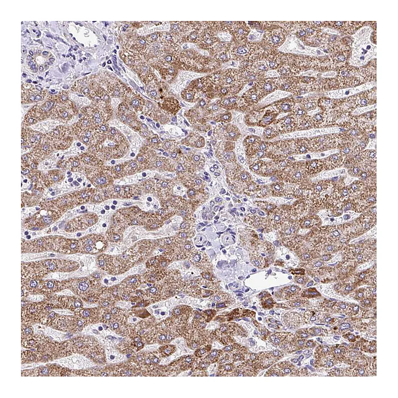 Atlas Antibodies Anti-MPC2 Antibody