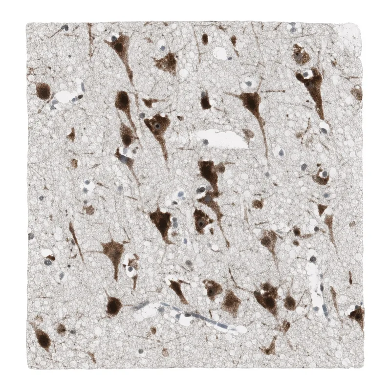 Atlas Antibodies Anti-MPG Antibody