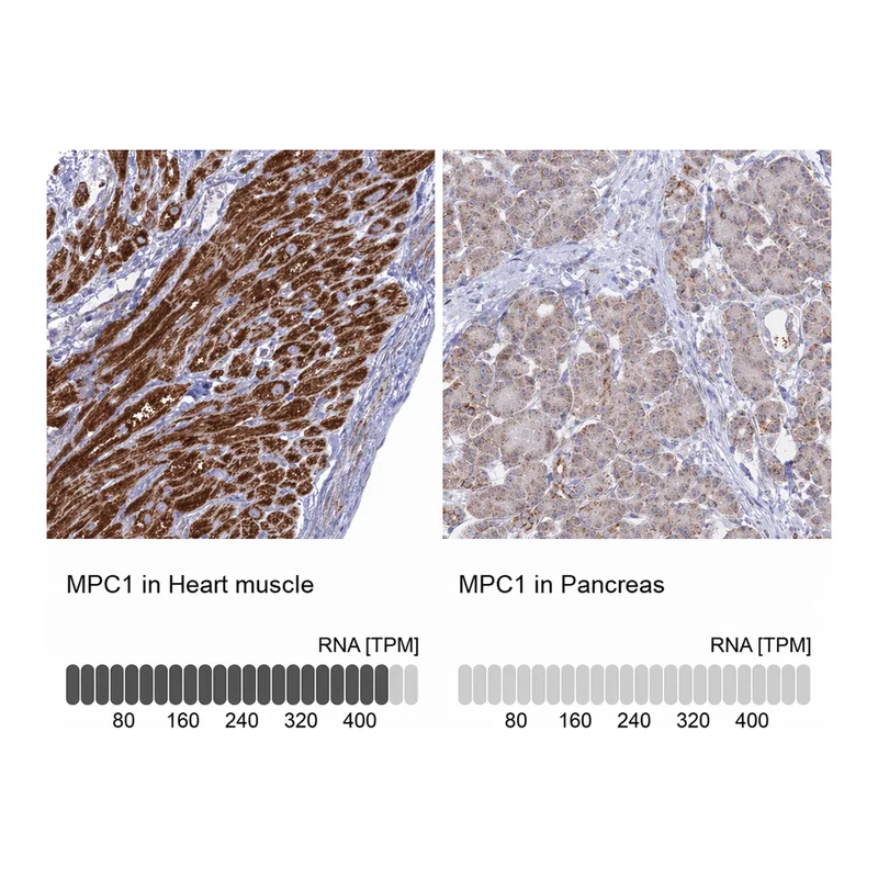 Atlas Antibodies Anti-MPC1 Antibody