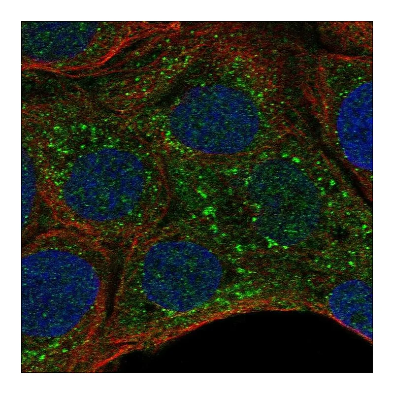 Atlas Antibodies Anti-MPIG6B Antibody