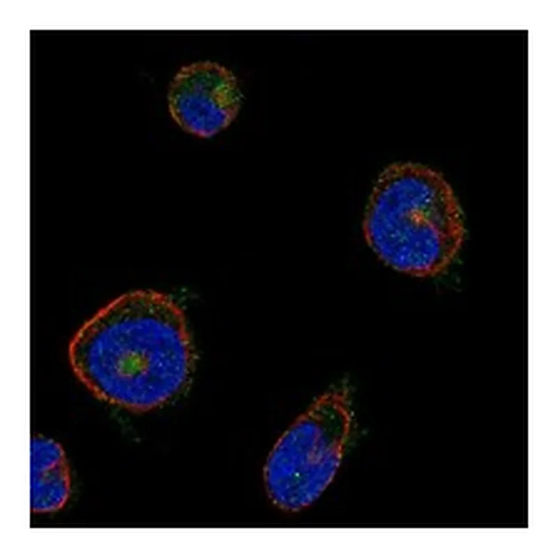 Atlas Antibodies Anti-MPIG6B Antibody