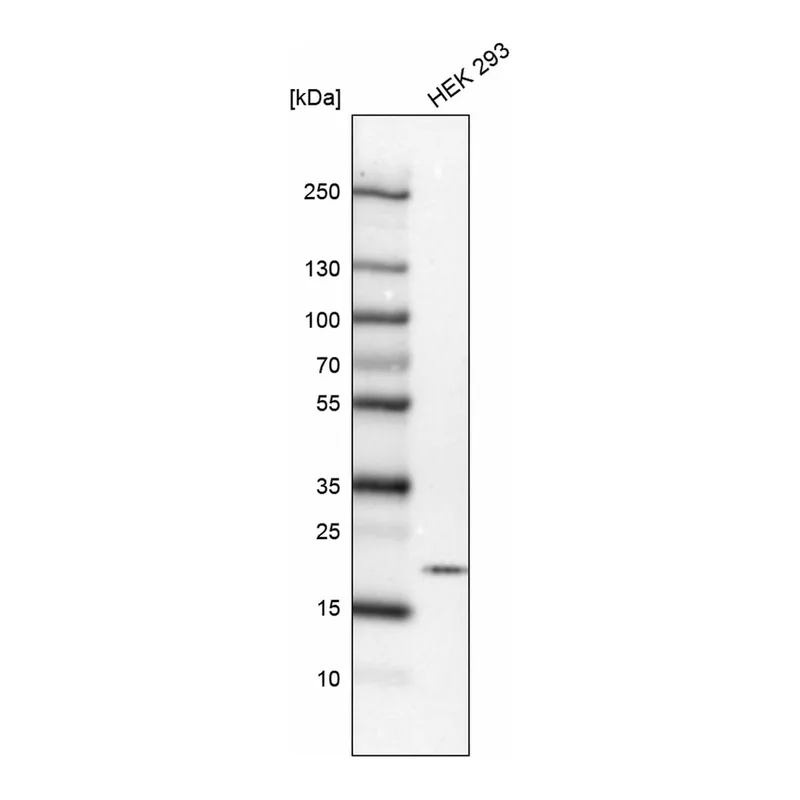 Atlas Antibodies Anti-MPLKIP Antibody