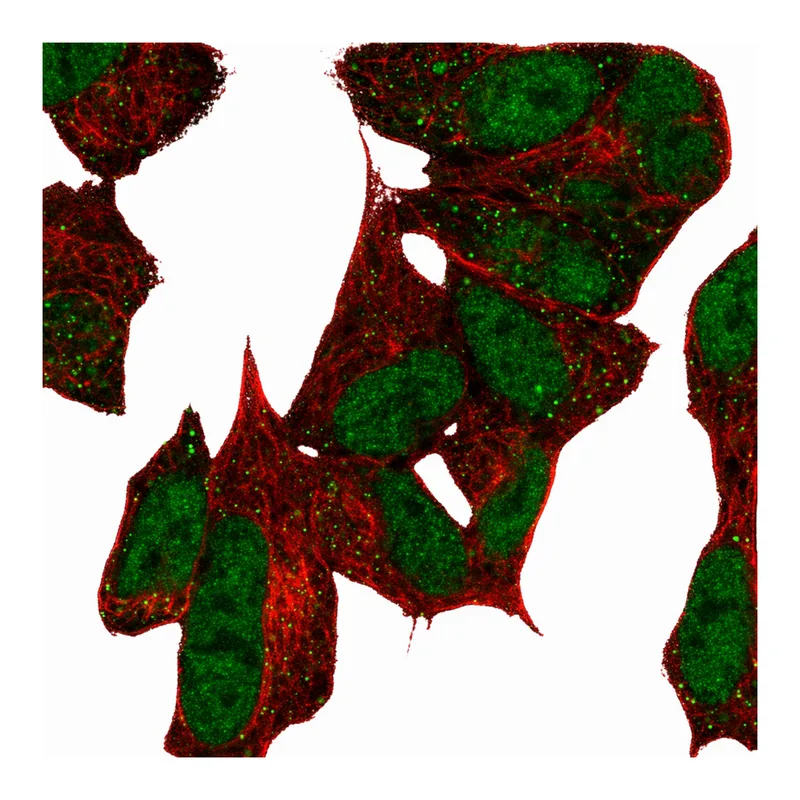 Atlas Antibodies Anti-MPLKIP Antibody