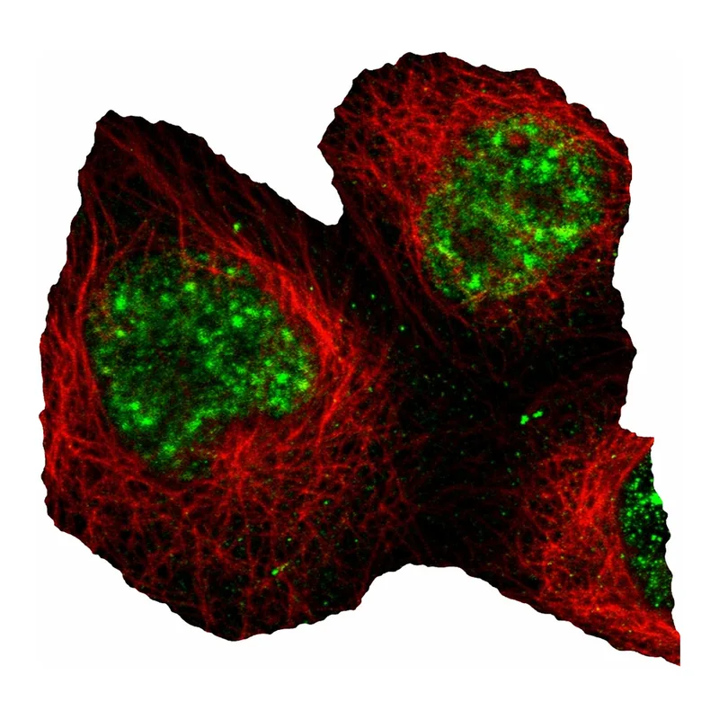 Atlas Antibodies Anti-MPP1 Antibody