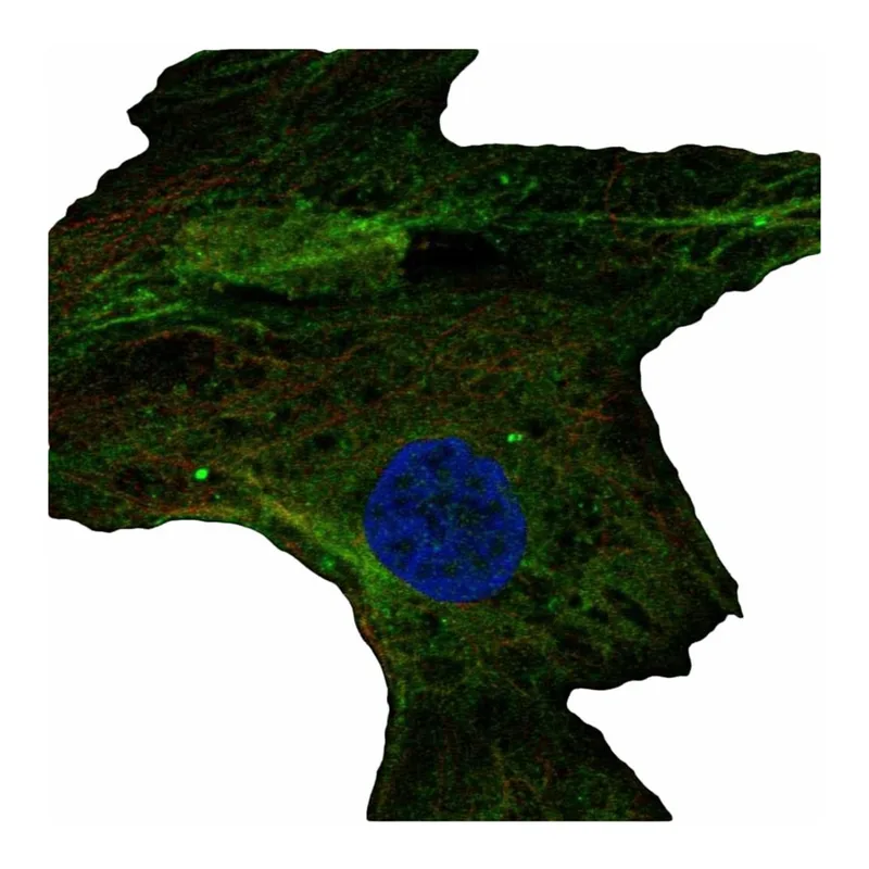 Atlas Antibodies Anti-MPP4 Antibody