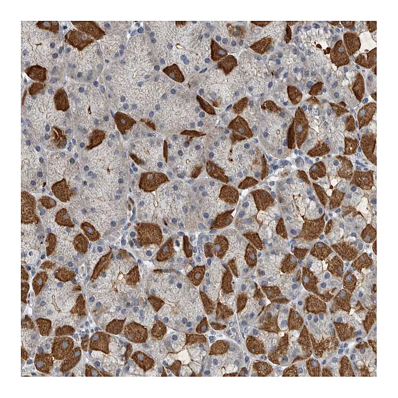 Atlas Antibodies Anti-MPP3 Antibody