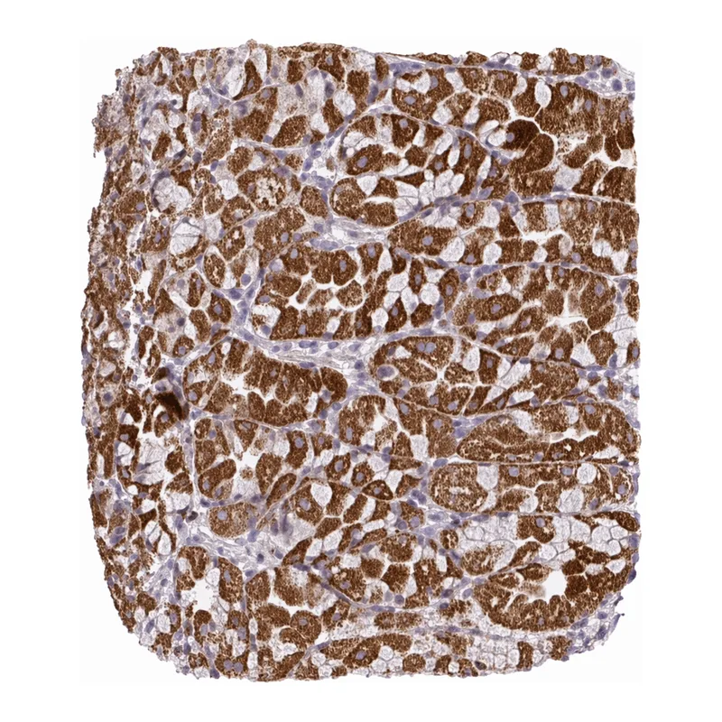 Atlas Antibodies Anti-MPP6 Antibody