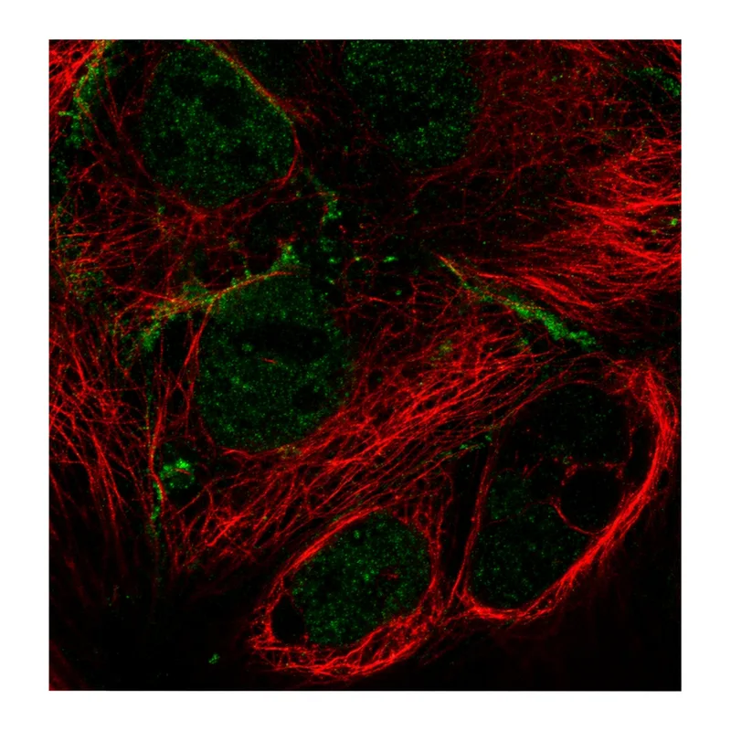 Atlas Antibodies Anti-MPP7 Antibody