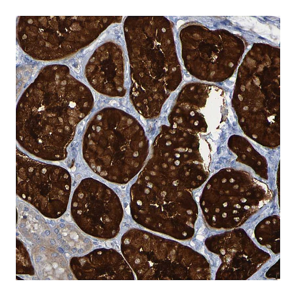 Atlas Antibodies Anti-MPPE1 Antibody