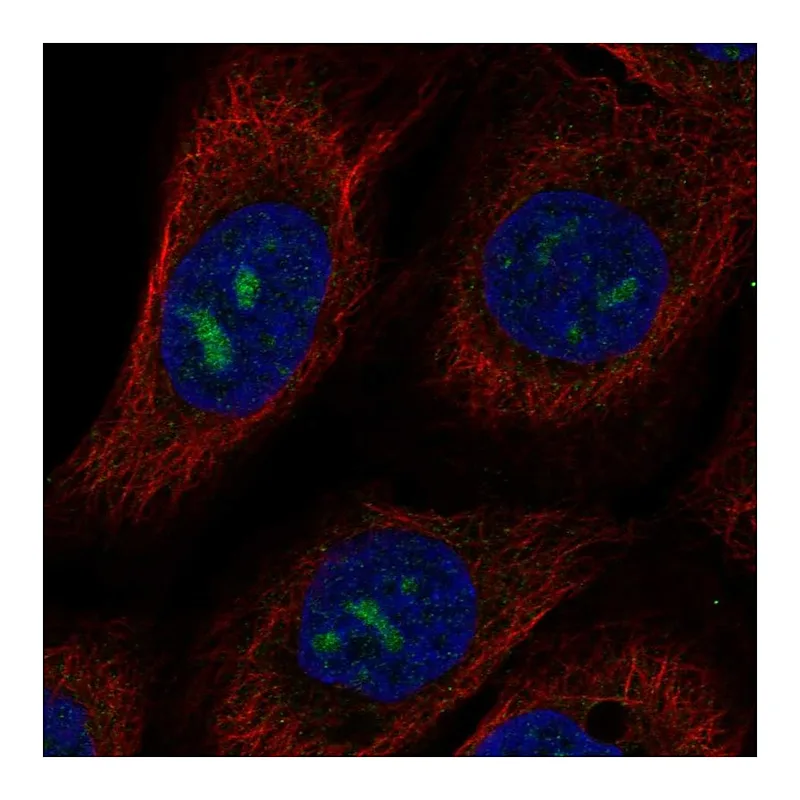 Atlas Antibodies Anti-MPPED2 Antibody