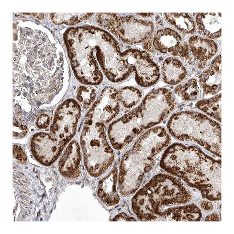 Atlas Antibodies Anti-MPZL1 Antibody