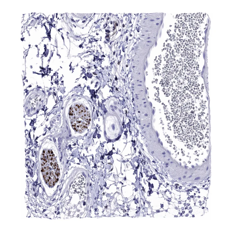 Atlas Antibodies Anti-MPZ Antibody