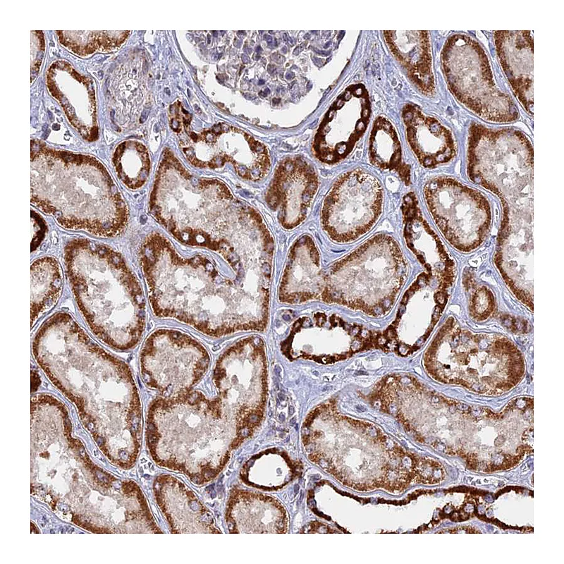 Atlas Antibodies Anti-MPV17L Antibody