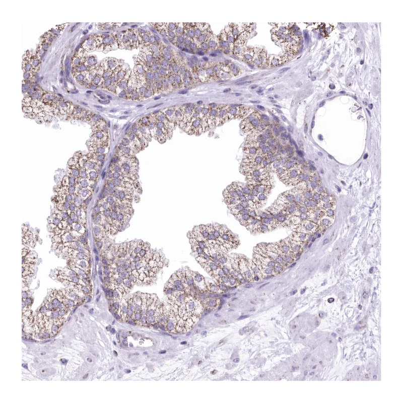 Atlas Antibodies Anti-MPZL2 Antibody