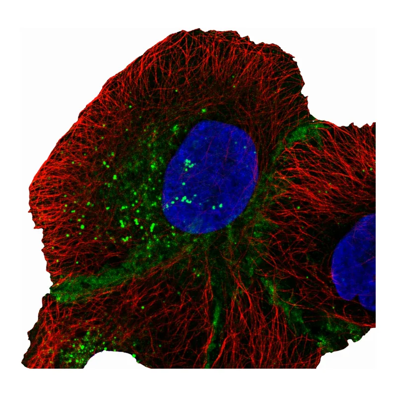 Atlas Antibodies Anti-MPZL1 Antibody